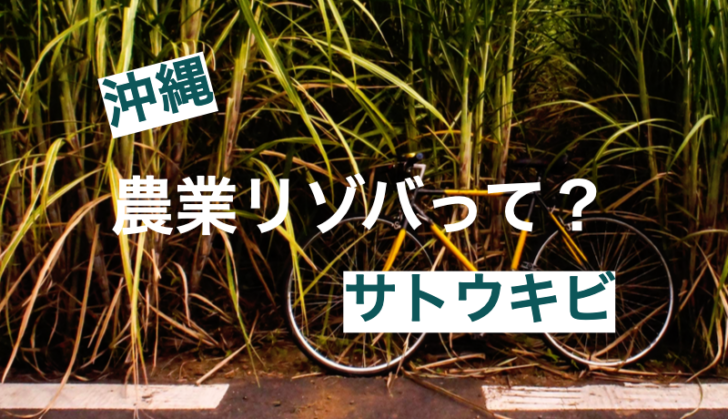 【リゾートバイトで農業】沖縄でサトウキビを収穫するリゾバとは？